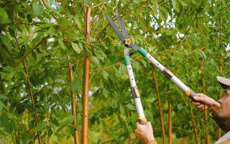 Tree trimming in Suamico, WI