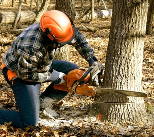 Tree Removal in Suamico, WI